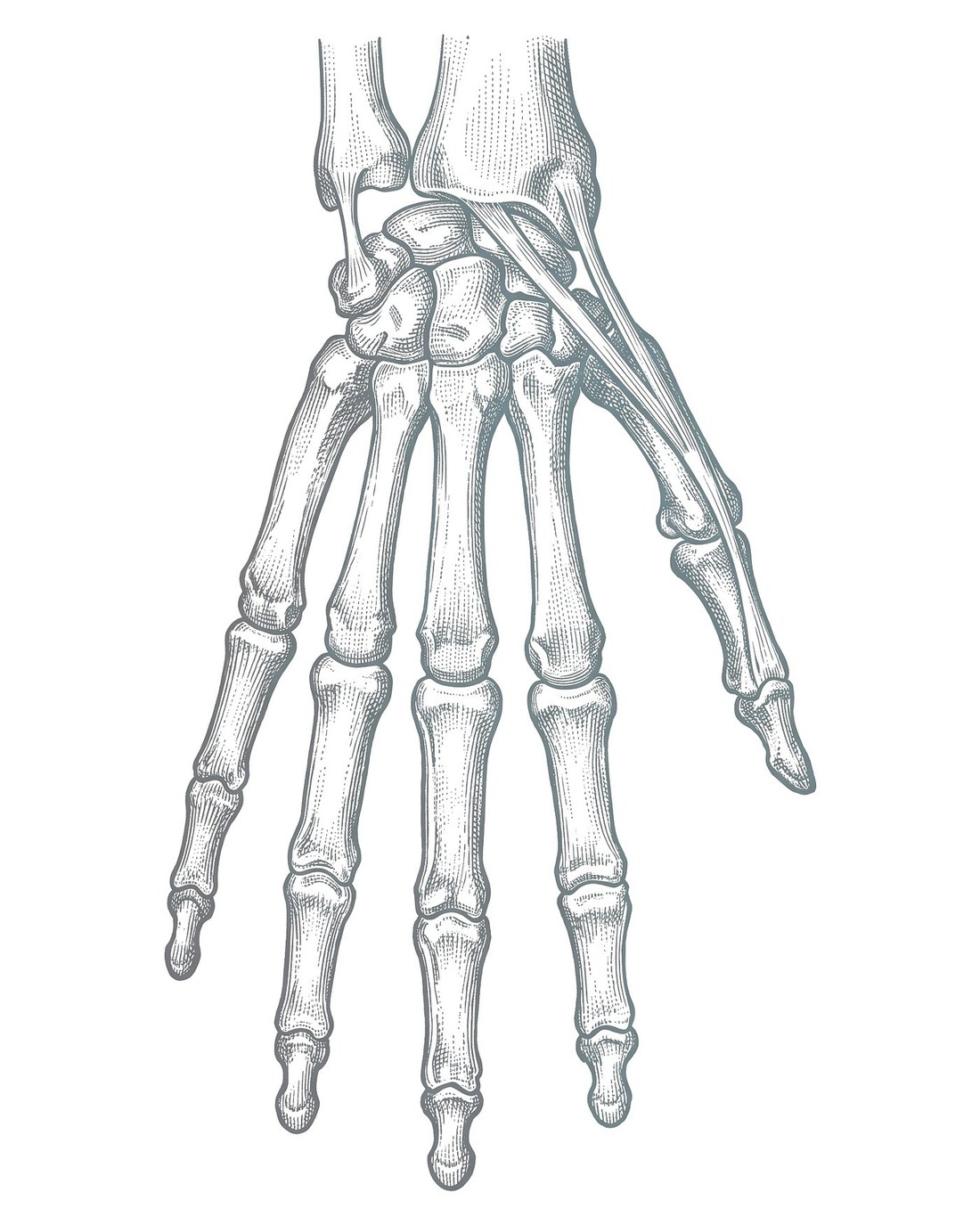 Anatomische Tafel der Handknochen