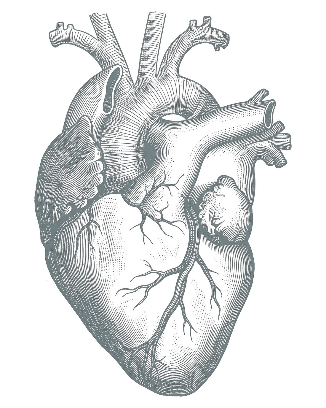 Anatomische Tafel des menschlichen Herzens